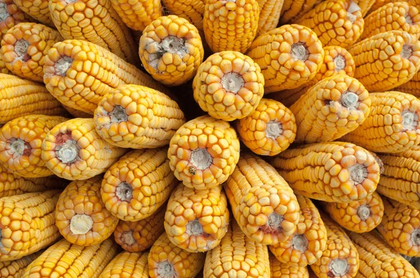 Cosecha de maíz —  Fotos de Stock