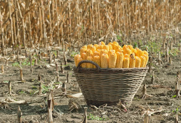 stock image Harvest corn