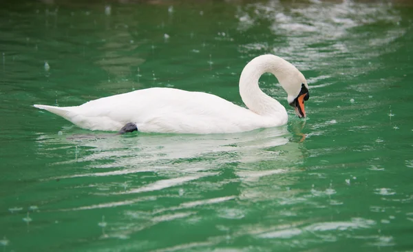Cisne blanco en un lago — Foto de Stock