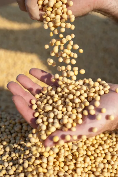 Mãos humanas segurando grãos de soja — Fotografia de Stock