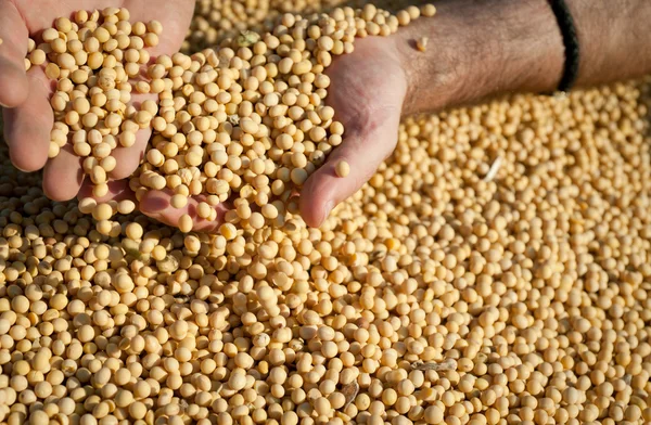 Récolte de soja — Photo