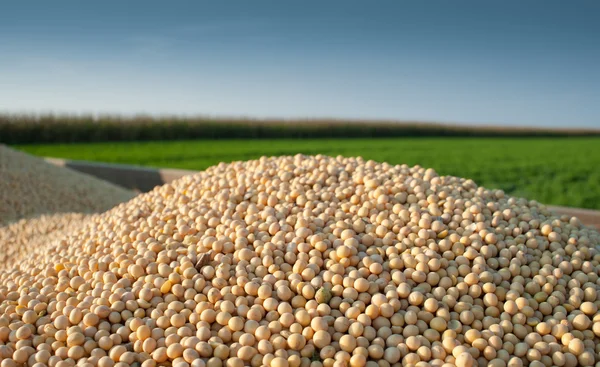 Soja oogst — Stockfoto