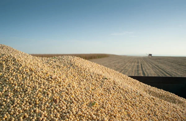 Soya hasat — Stok fotoğraf