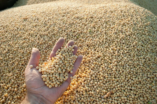 Colheita de soja — Fotografia de Stock