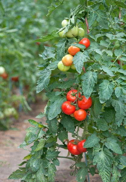 成長のトマト — ストック写真