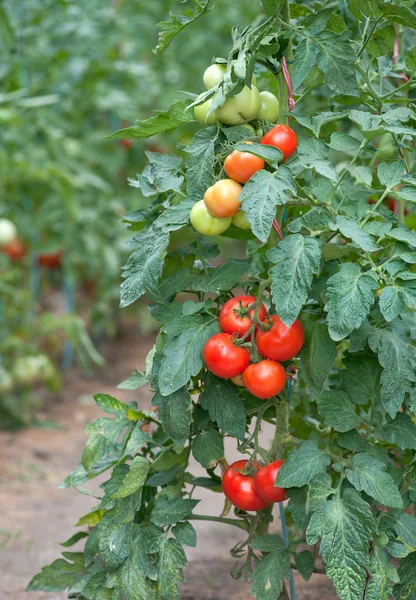 Tomate de crecimiento — Foto de Stock