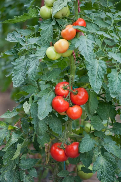 Tillväxt tomat — Stockfoto