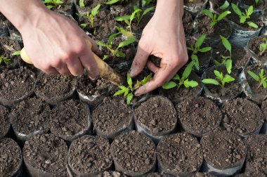 Transplantation tomato seedlings clipart