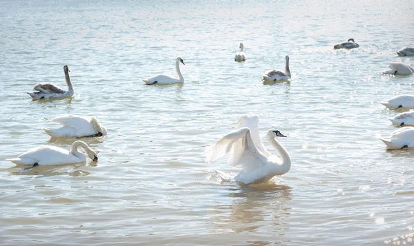 Grupo de cisnes — Foto de Stock
