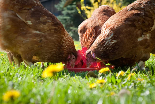 stock image Chickens on green grass