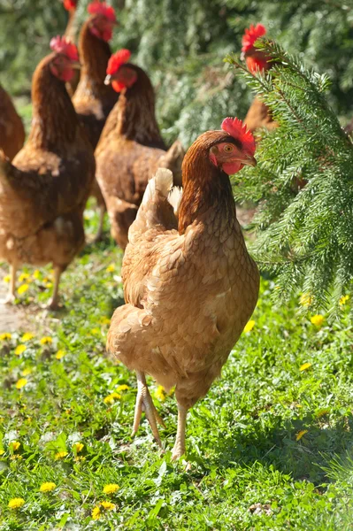 Kippen in de farm — Stockfoto