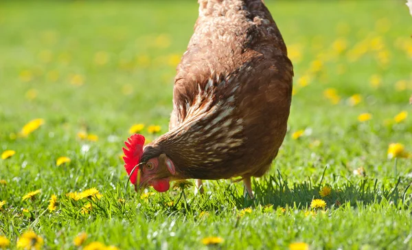 Hen in the farm — Stock Photo, Image