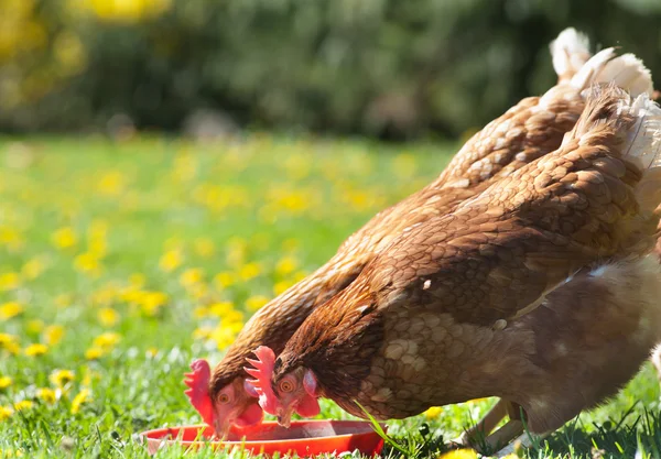 Hens pecks food in meadow — Stock Photo, Image