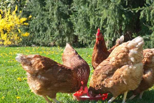 Chickens on green grass — Stock Photo, Image