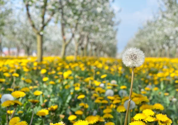 Çiçek açması sarı karahindiba — Stok fotoğraf