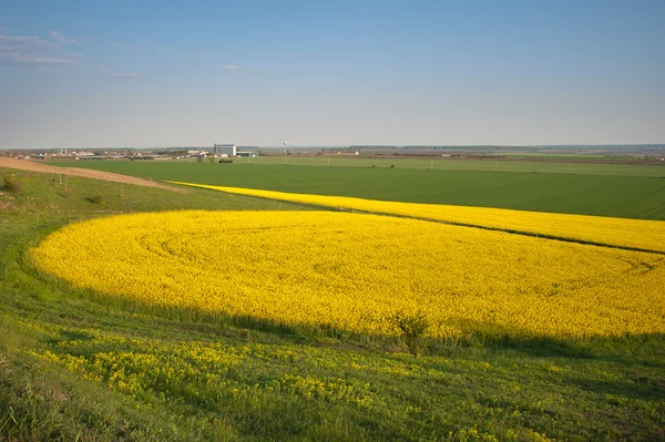 Yellow field rapeseed in bloom — Stock Photo, Image