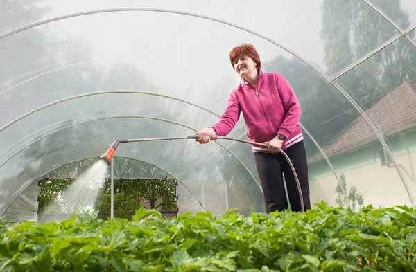 Woman watering Seedling — Stock Photo, Image