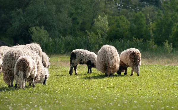 A sheep in a pasture — Stock Photo, Image