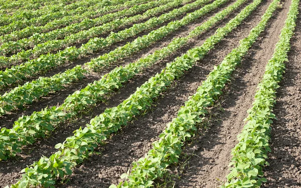 Soybean field — Stock Photo, Image