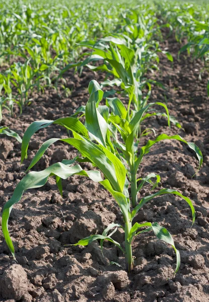 Campo de maíz de cerca — Foto de Stock