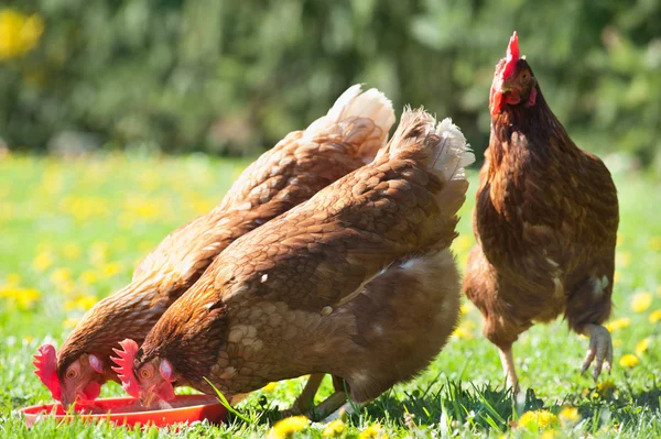 Hens in the meadow Royalty Free Stock Photos