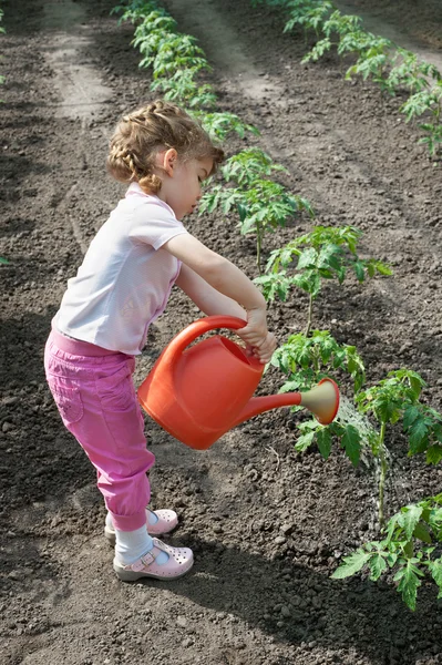 トマト苗に水をまく少女 — ストック写真