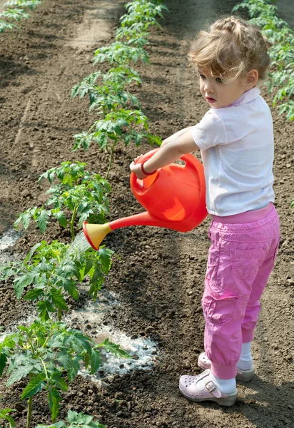 Dívka zálivku sazenic rajčat — Stock fotografie
