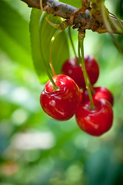 Sweet cherry on a tree — Stok Foto