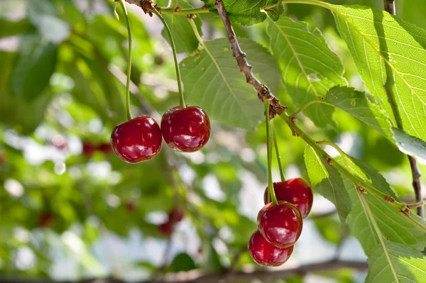 stock image Sour cherry on a tree