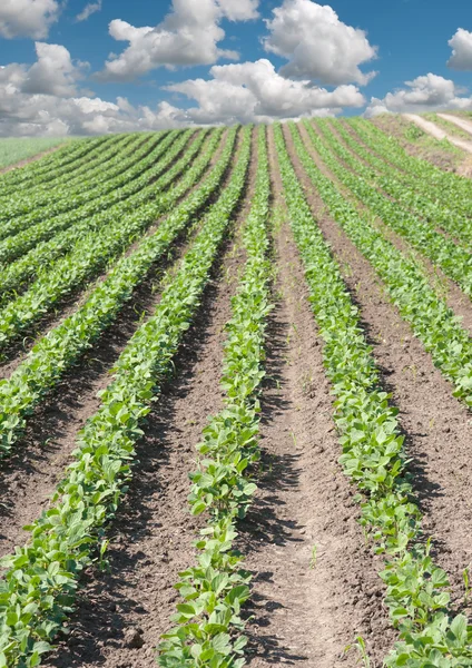 Soya tarlası — Stok fotoğraf