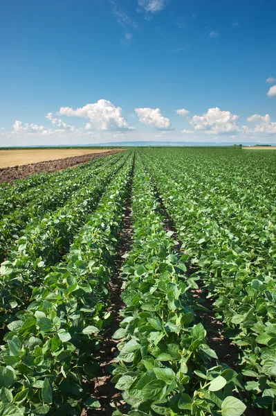 Sojabonen veld — Stockfoto