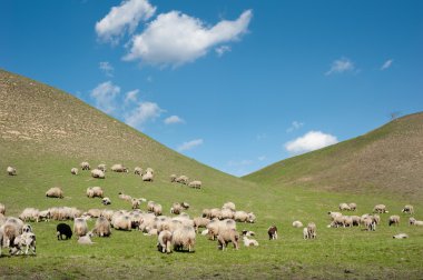 Herd of sheep clipart