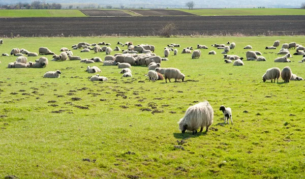 Stádo ovcí — Stock fotografie