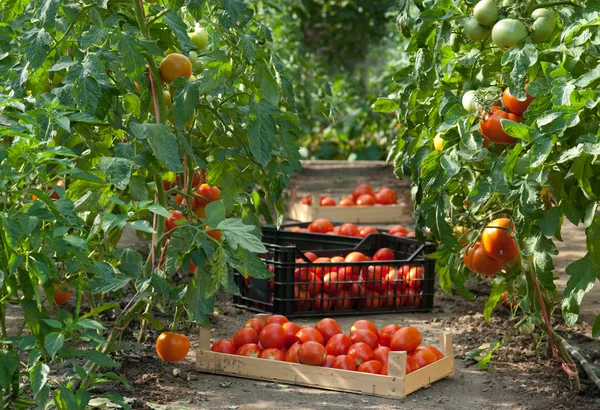 Oogsten van tomaten — Stockfoto