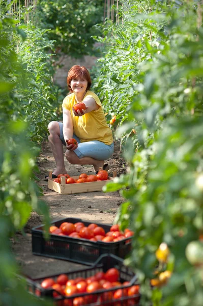 stock image Woman picking tomatoes