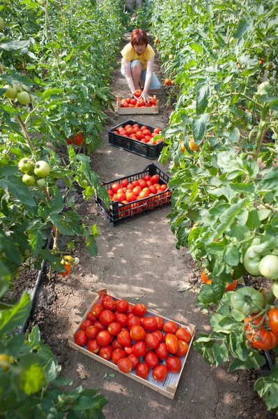 Женщина собирает помидоры — стоковое фото