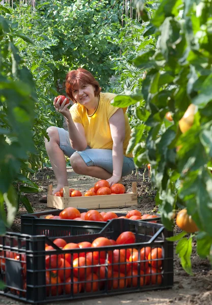 Mulher colhendo tomates — Fotografia de Stock