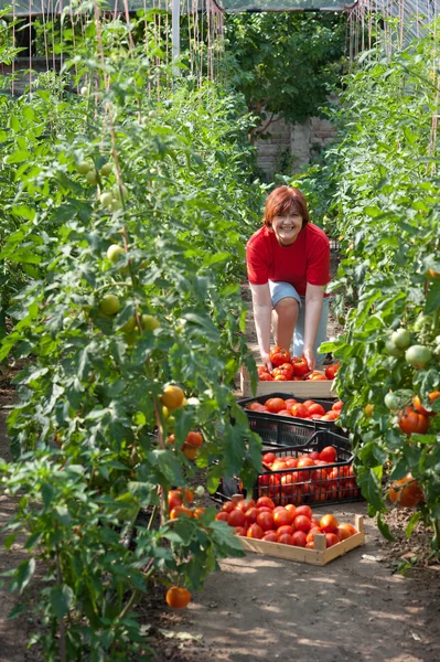 Kobieta zbioru pomidorów — Zdjęcie stockowe