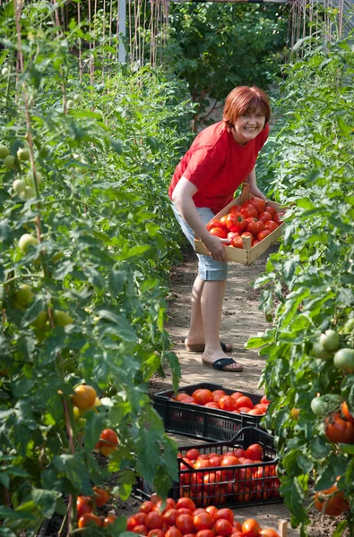 女性摘みトマト — ストック写真