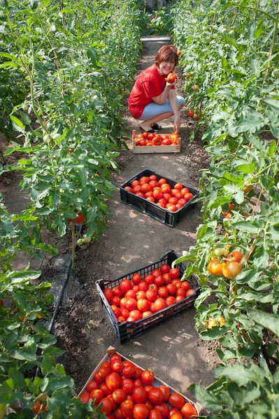 Donna raccolta pomodori — Foto Stock
