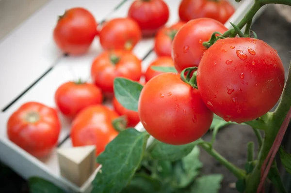 Picking tomatoes — Stock Photo, Image