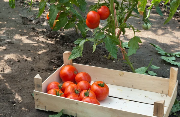 stock image Picking tomatoes