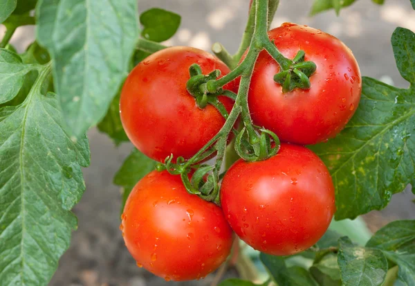 Kırmızı olgun domates — Stok fotoğraf