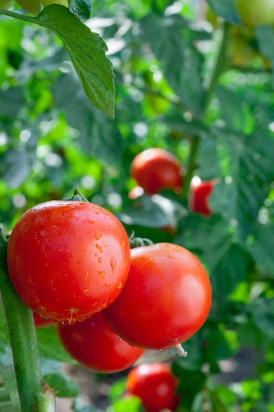 Tomates maduros — Fotografia de Stock