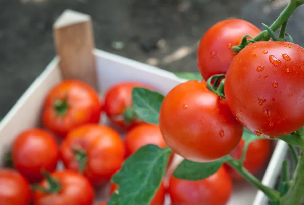 Красные спелые помидоры — стоковое фото