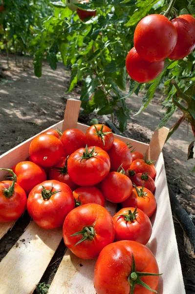 stock image Picking tomatoes