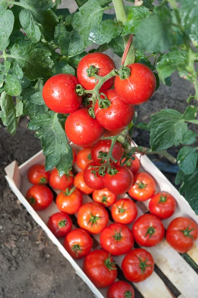 Zbieranie pomidory — Zdjęcie stockowe