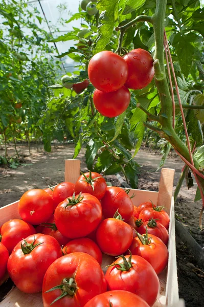 Picking tomatoes — Stock Photo, Image