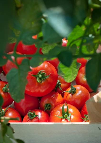 Recoger tomates —  Fotos de Stock
