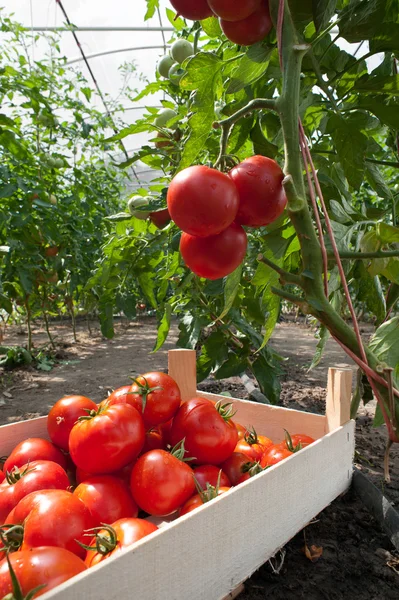 Стиглих помідорів — стокове фото